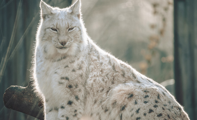 FOTO | Capten el retorn del misteriós ‘fantasma de la muntanya’ a Espanya