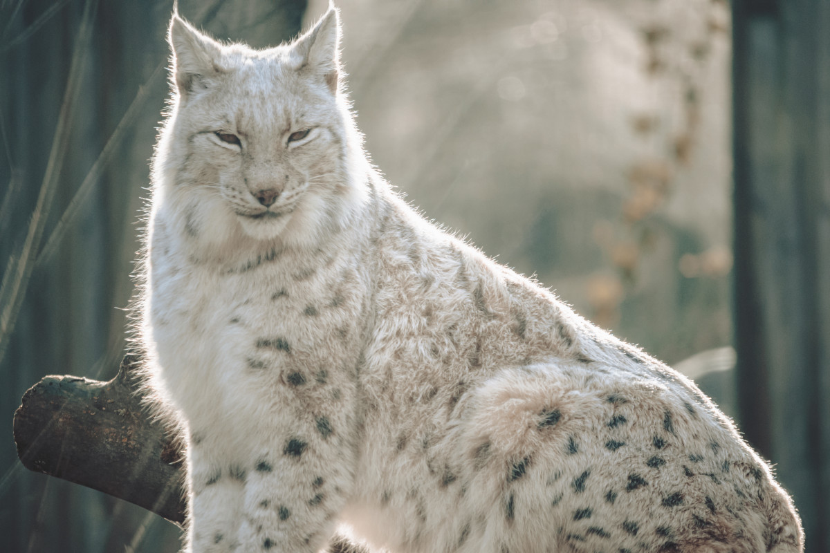 Bobcat sitting tall log zoo