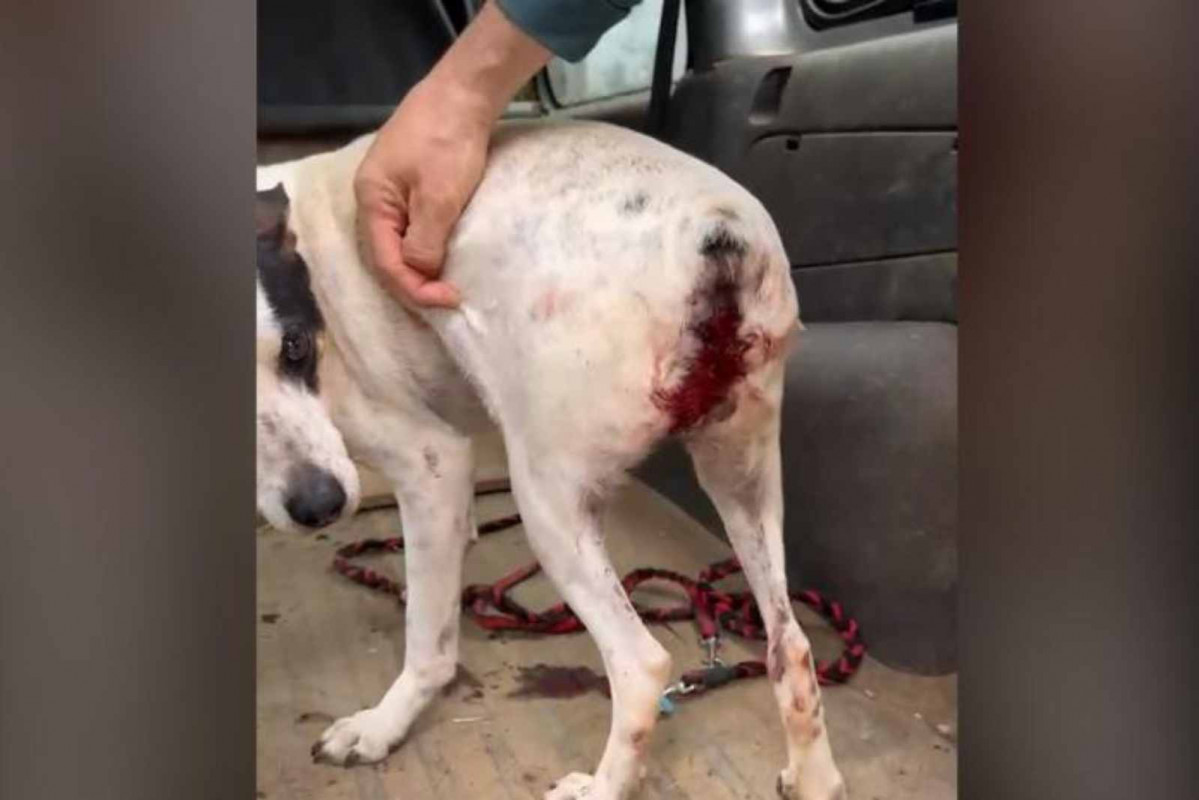 Imagen de los perros maltratados en la residencia (1)