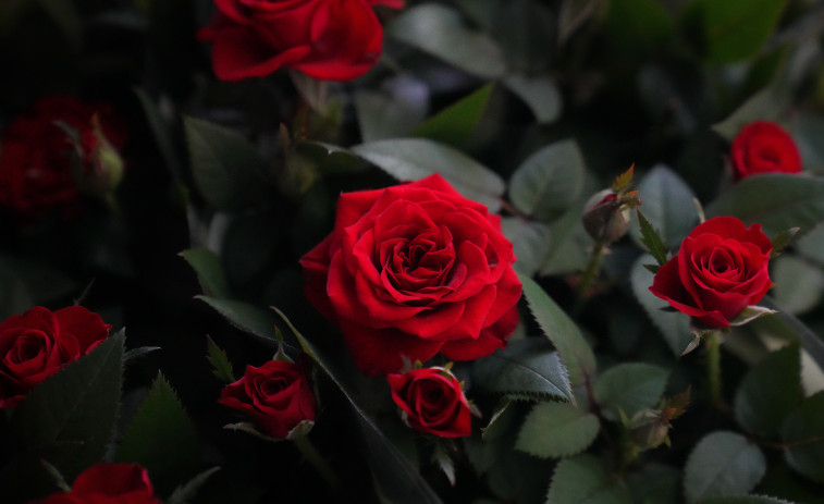 Tarragona s'omple de llibres i roses per Sant Jordi: totes les parades i zones clau