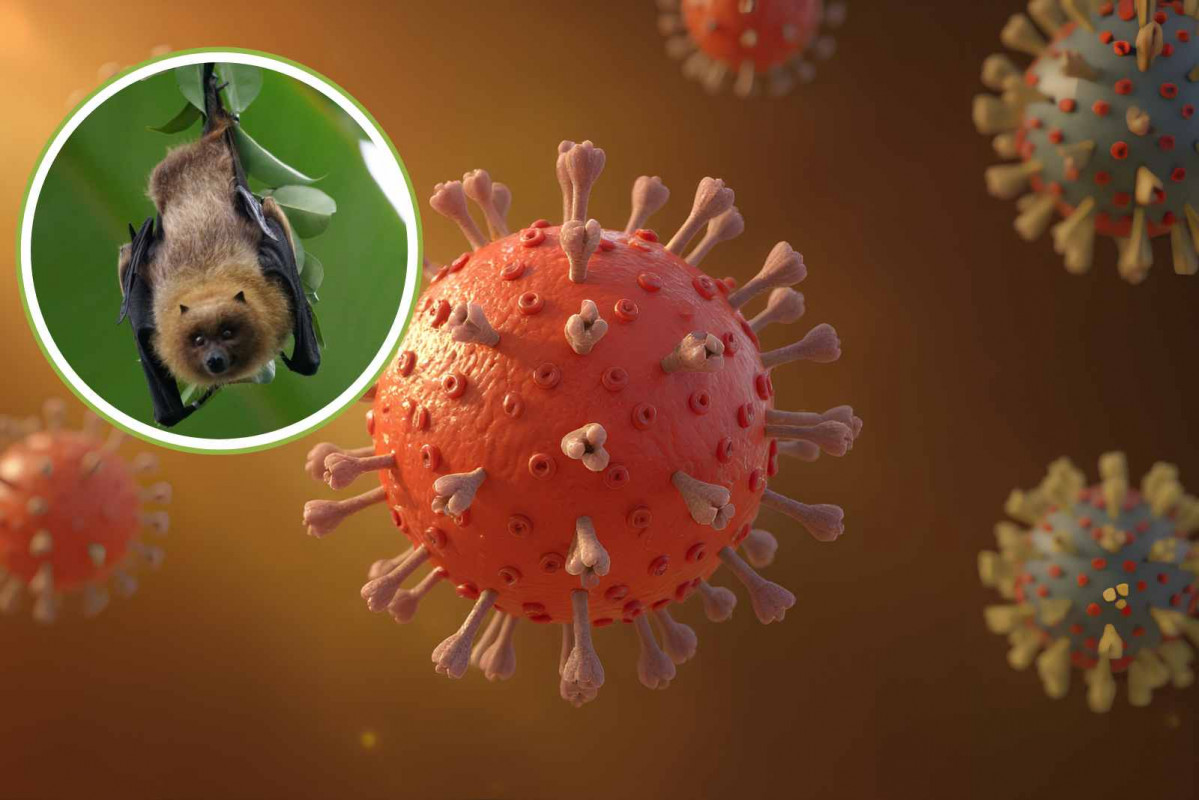 Murciélago, coronavirus   CANVA