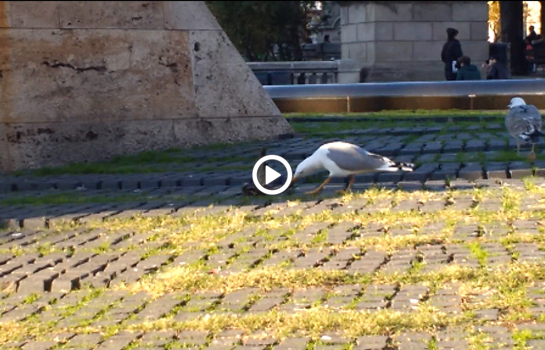 Video gaviota paloma video