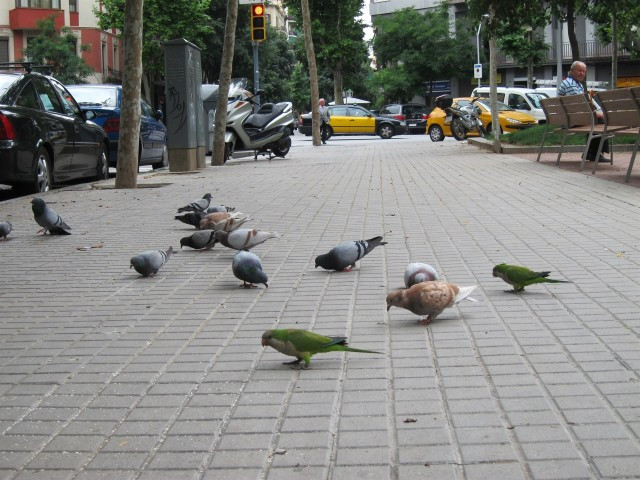 Palomas 1