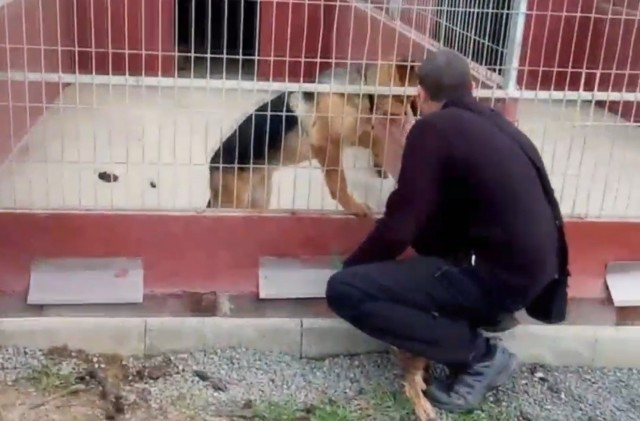 Perro robado 1