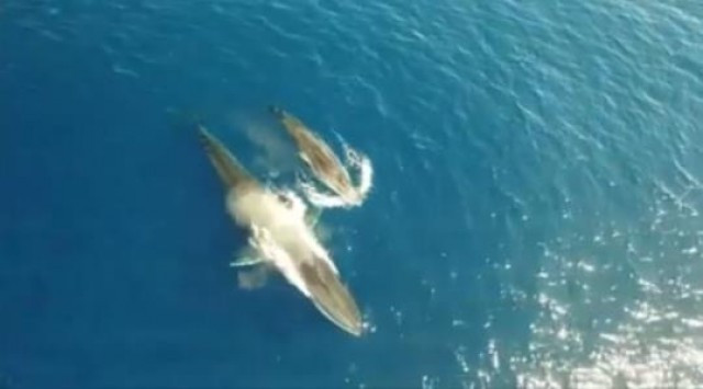 Ballenas