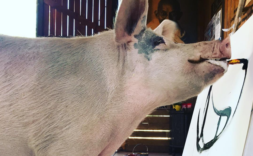 Pigcasso