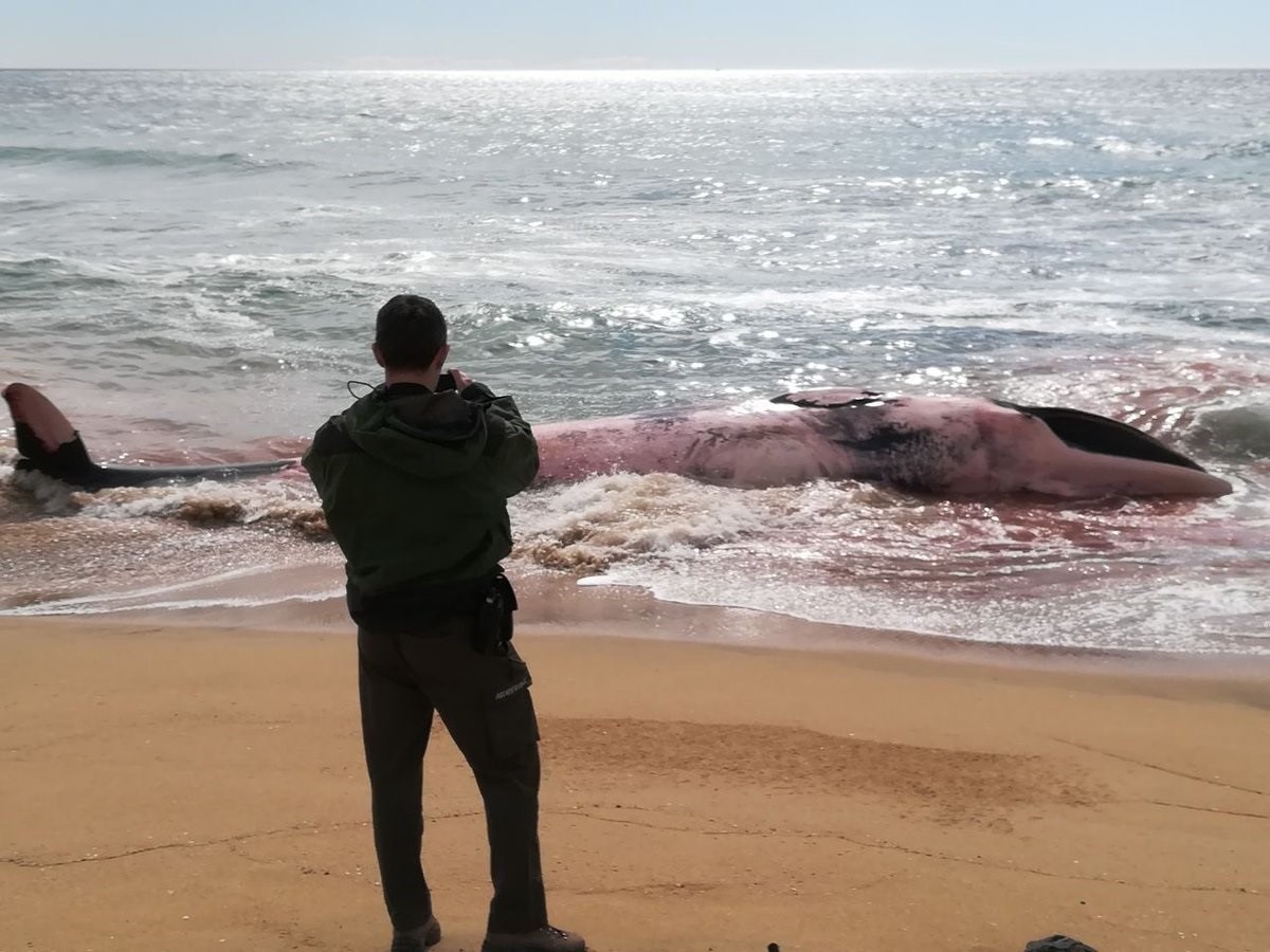 Balena morta platja catalana