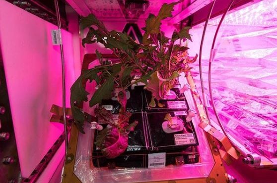Plantes en l'espai