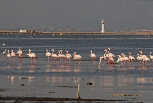 Flamencs delta ebre ep