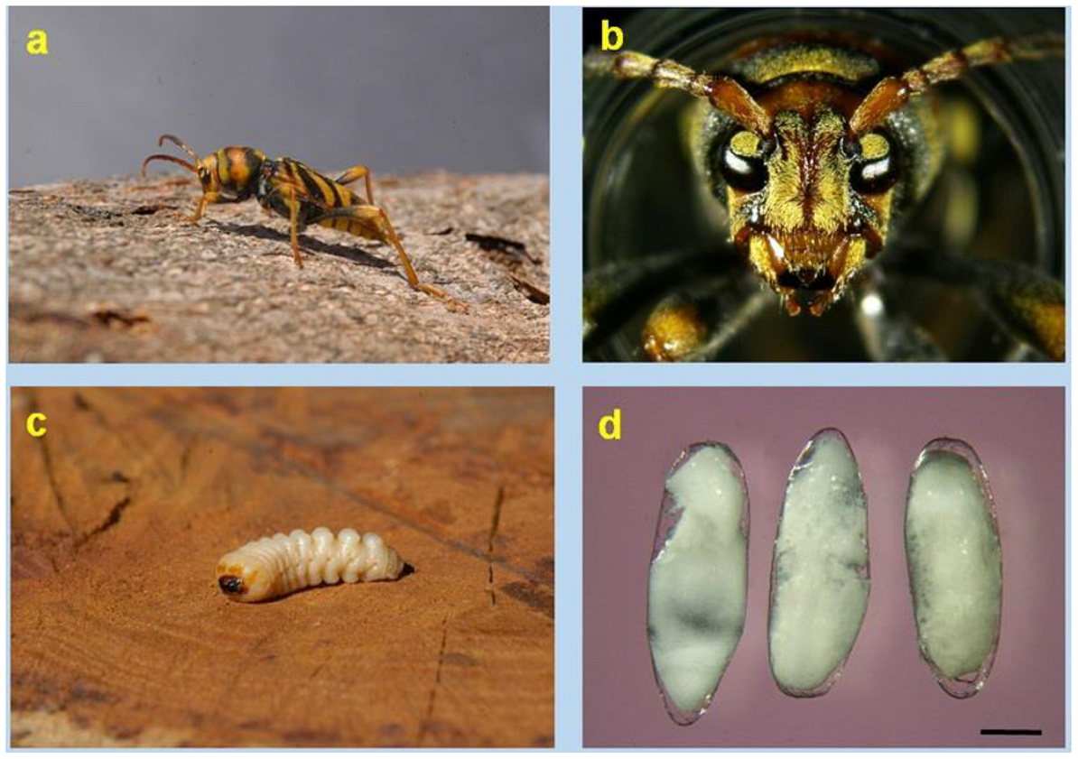 Insectes escarabat asiàtic