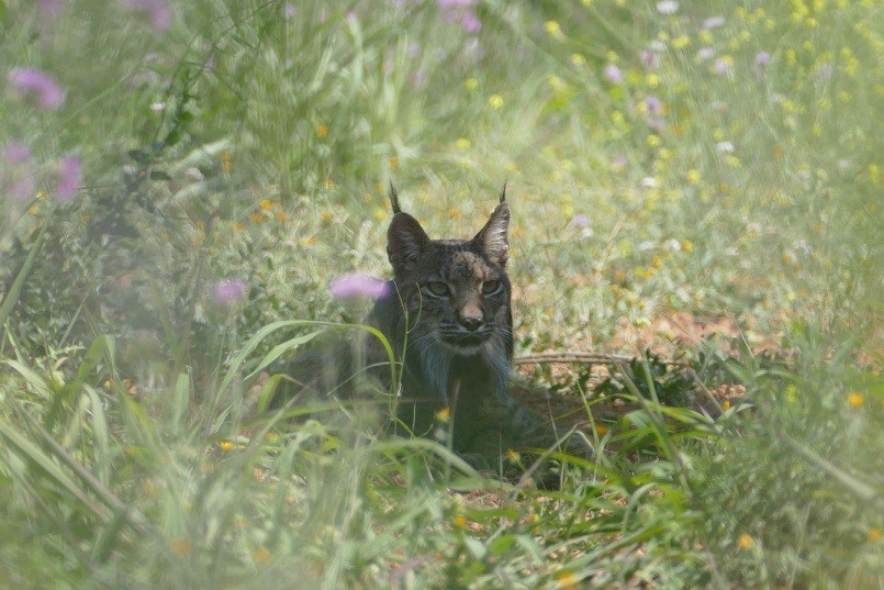 Linx ibu00e9rico barcelona 01.062.018