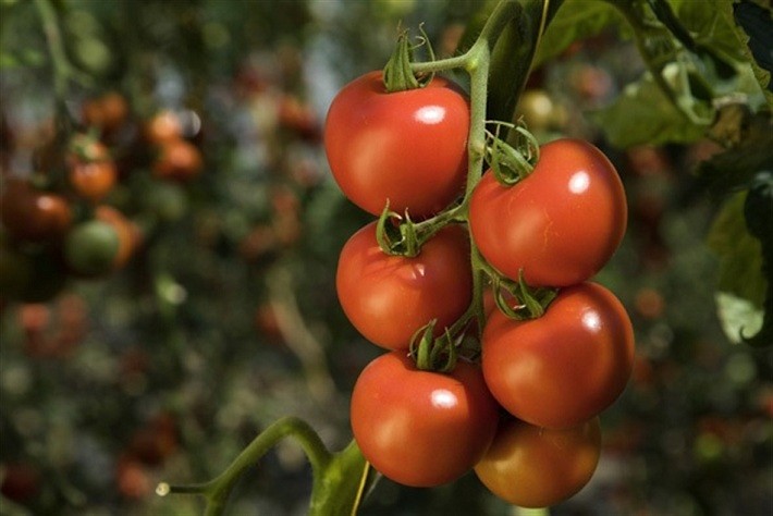 Tomàquets aliments pesticides Ecologistes en acció 12062018