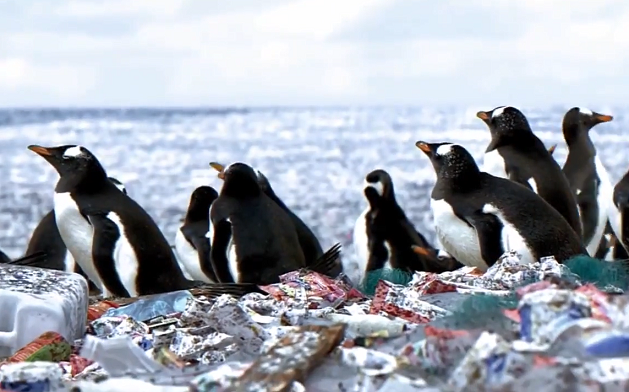 Pingüins en un illa de plàstic