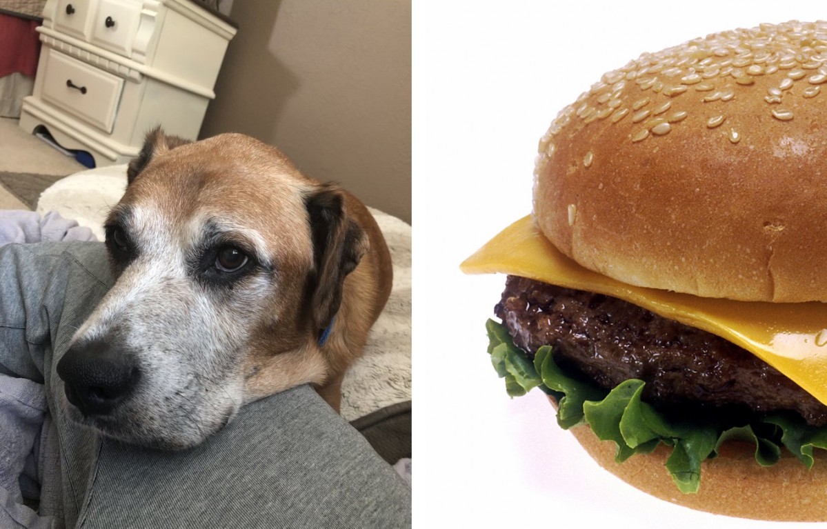 El gos Cody tendru00e1 hamburgueses amb formatge de per vida