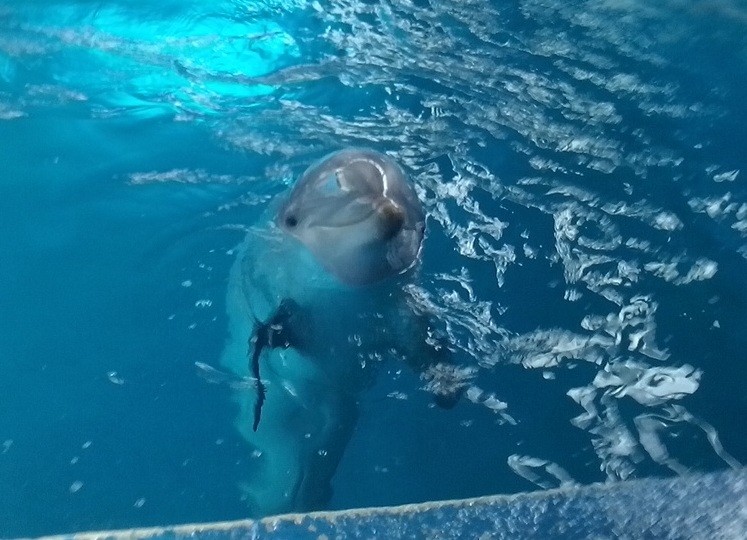 Dofí zoo barcelona 23072018