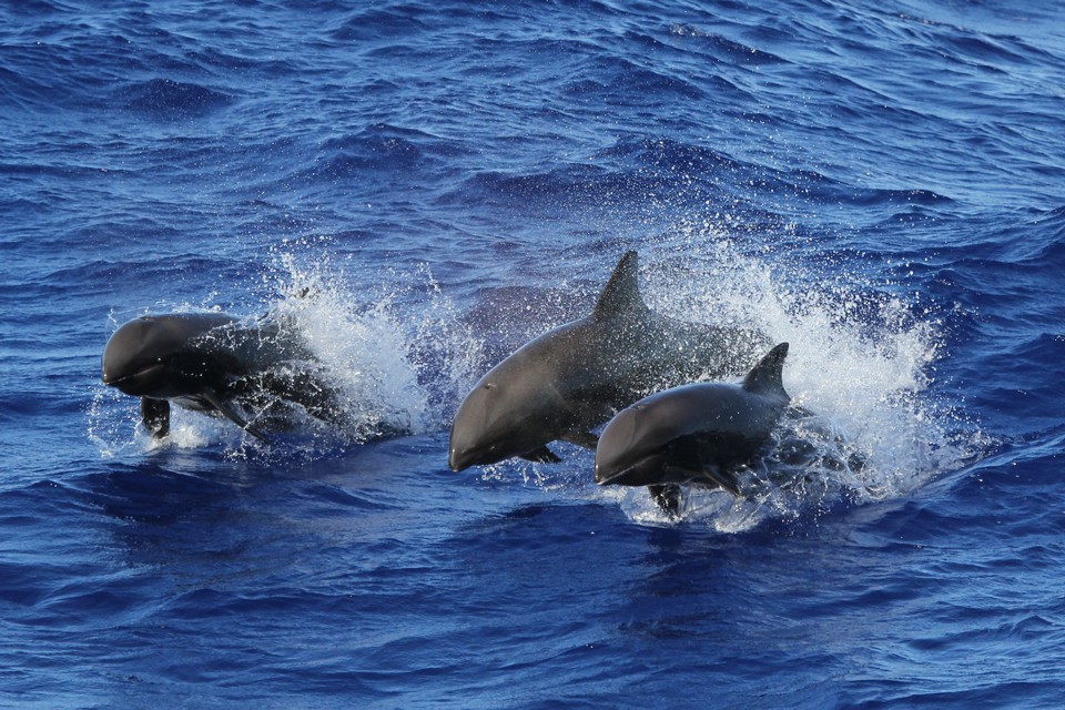 Melon headed whales