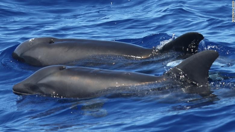 Investigadors troben el primer hu00edbrido conegut entre un delfu00edn de dents rugosos i una balena de cap de melu00f3n prop de Kauai, Hawaii