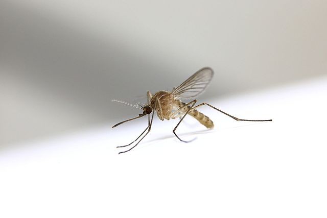 640px Culex pipiens pallens% 28famale% 29 by Japanese