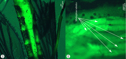 Microplu00e1sticos en mosquits
