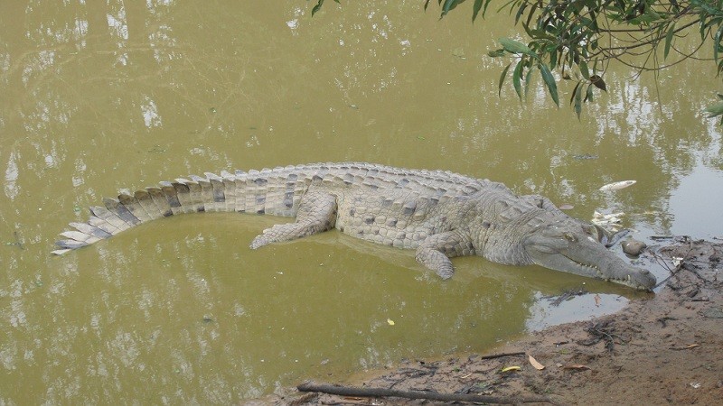 Caiman Ludmila 21092018