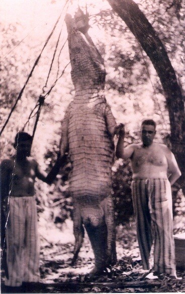 Caiman gegant