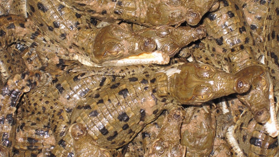 Cria de caimans