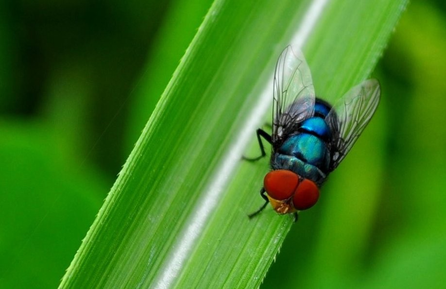 mosca