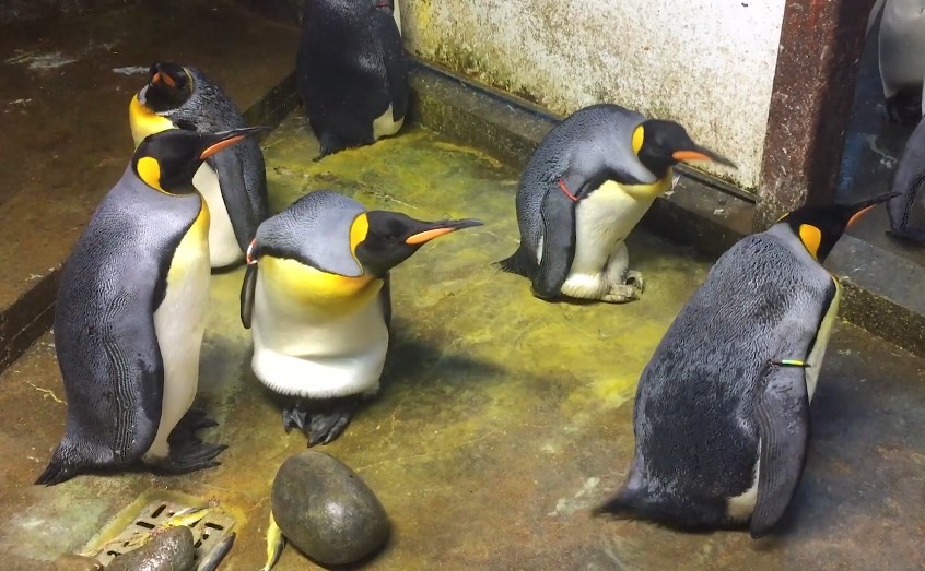 180.926 penguin homosexual ac 832p 2e651bb9c055b207ff3427fb030e3f5a.fit 2000w