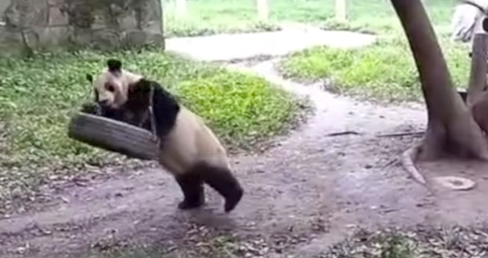 Ós panda en gronxador