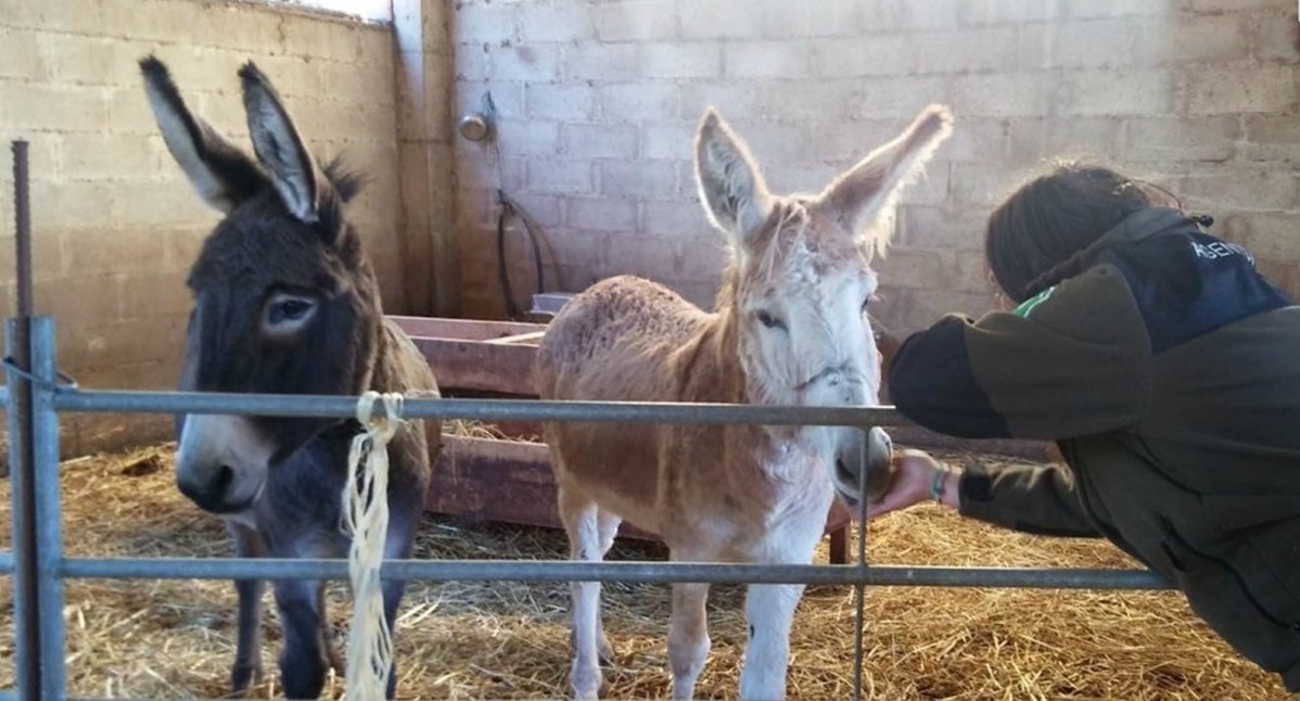 Abandonen a dos burros