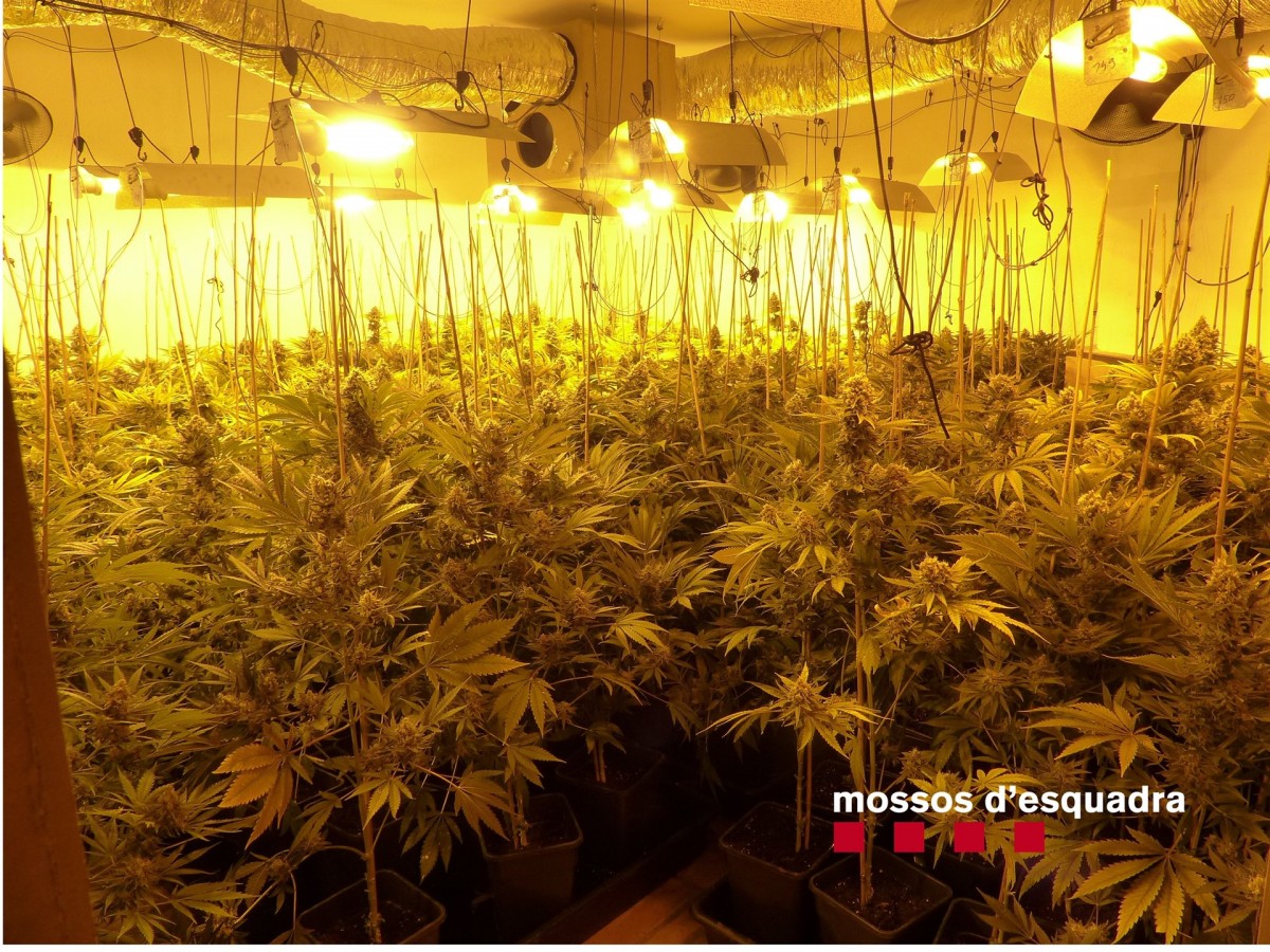 Marihuana mossos incautaciu00f3n