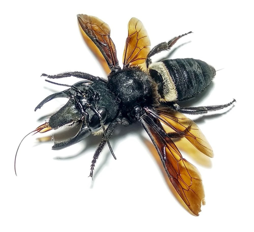 Abella gegant de Wallace, Megachile pluto
