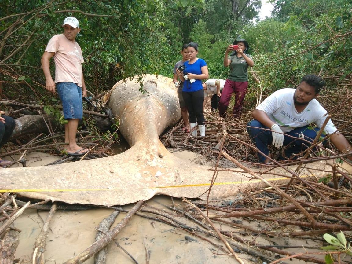 Apareix una cru00eda de balena morta a la selva amazu00f3nica