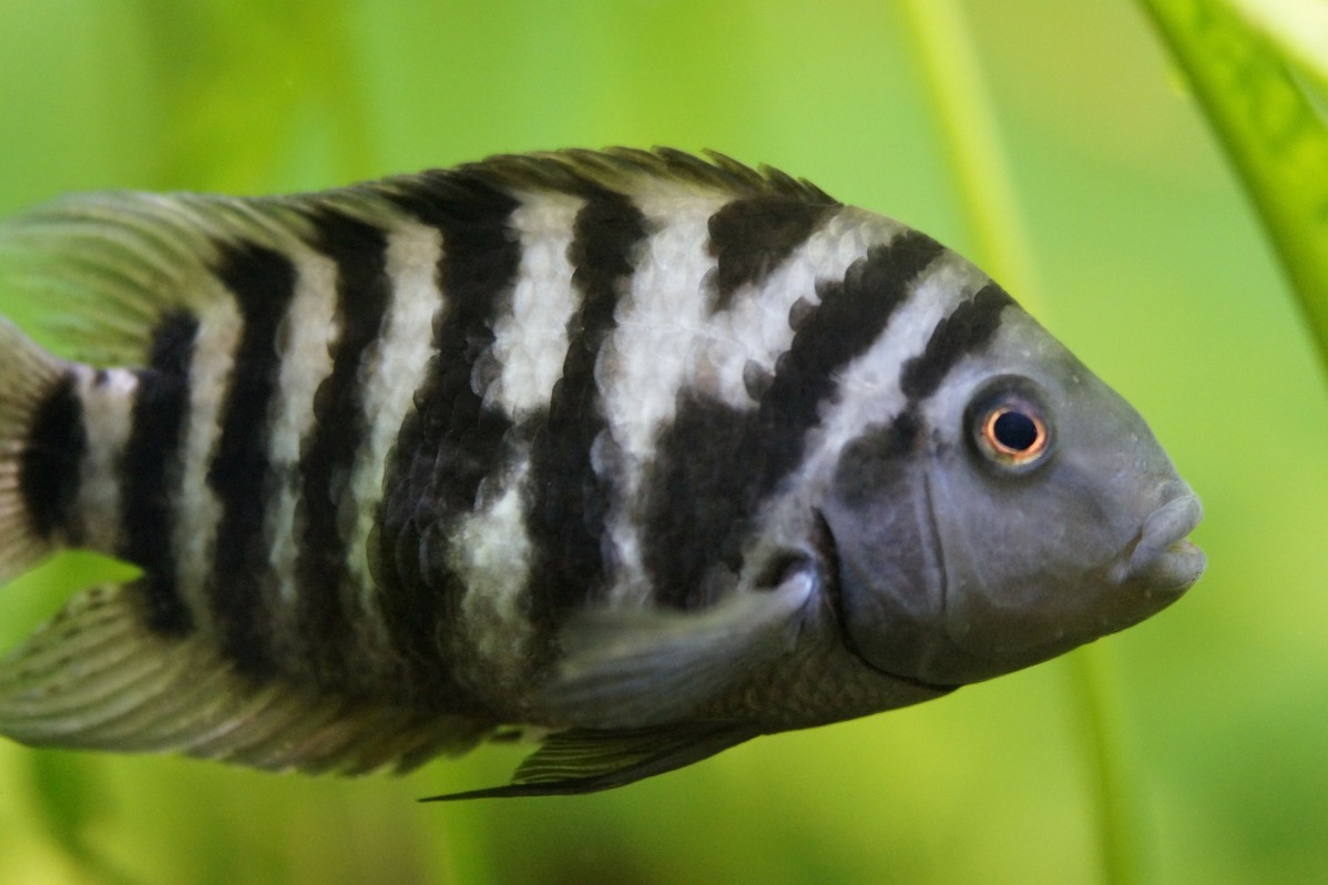 Zebra Cichlid 332124 1920