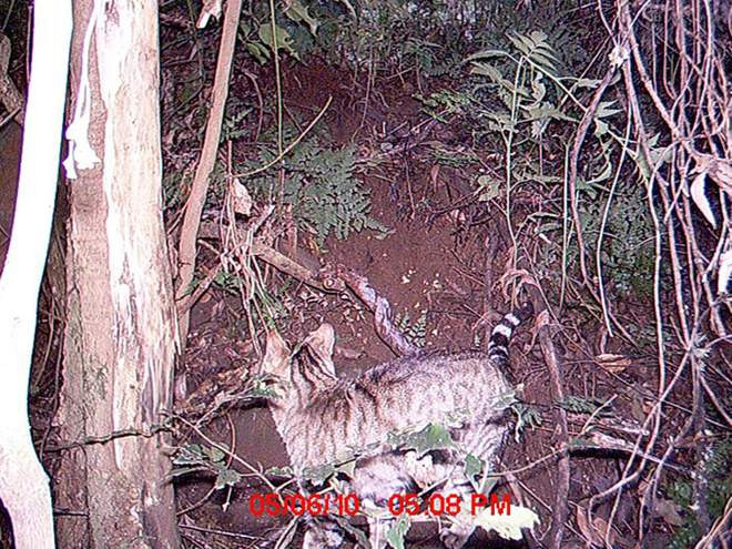 Gat salvatge capturat per una cu00e1mara remota al Parc Nacional de Mount Royal