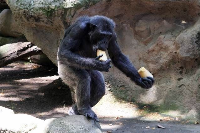 Mono Zoo Barcelona