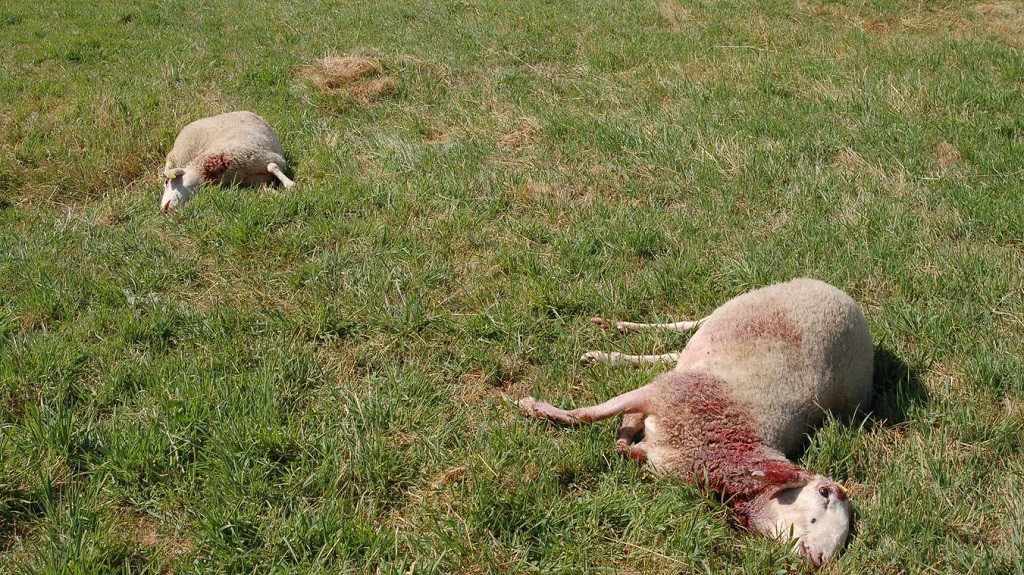 Atac de llop, ovelles mortes