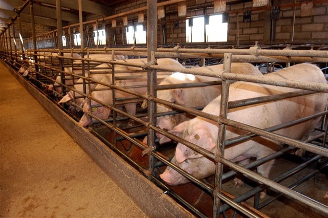 Una granja de porcs