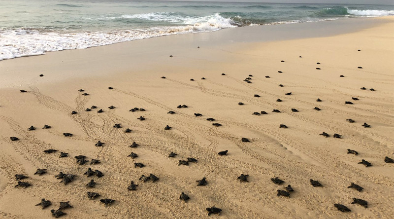Tortugues reciu00e9n nascudes en una platja de Cap Verd