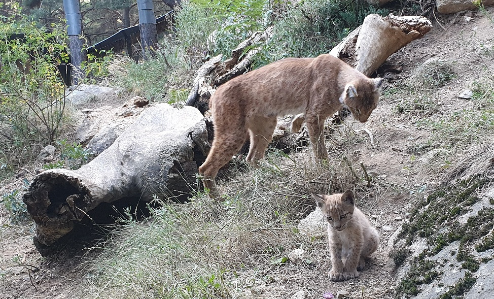Lince amb mare