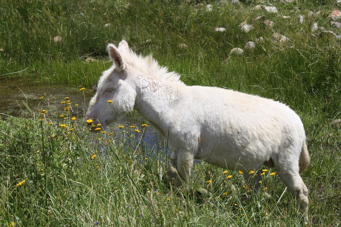 Ase blanc d'Asinara