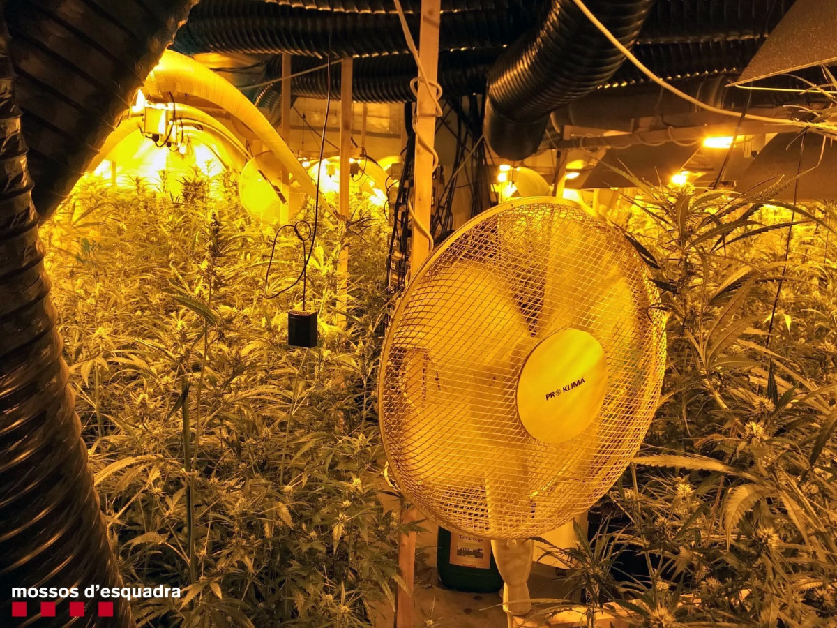 Plantaciu00f3n de marihuana