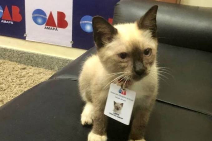 Aquest és Leon, el gat advocat, o 'abogato'