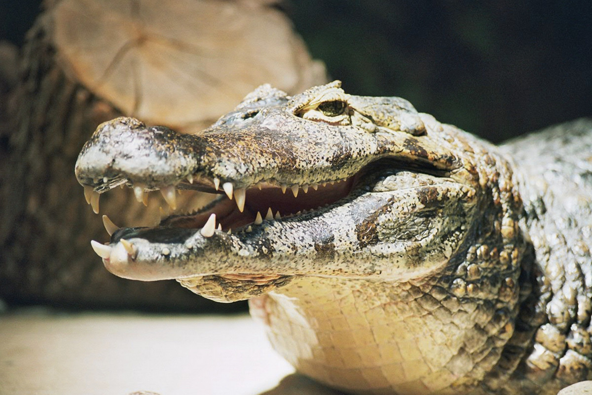 Caiman