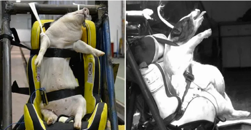 Porcs vius usats per fer tests de colisiu00f3n