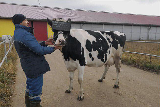 Vaca amb ulleres virtuals per calmar i augmentar la producciu00f3n de llet