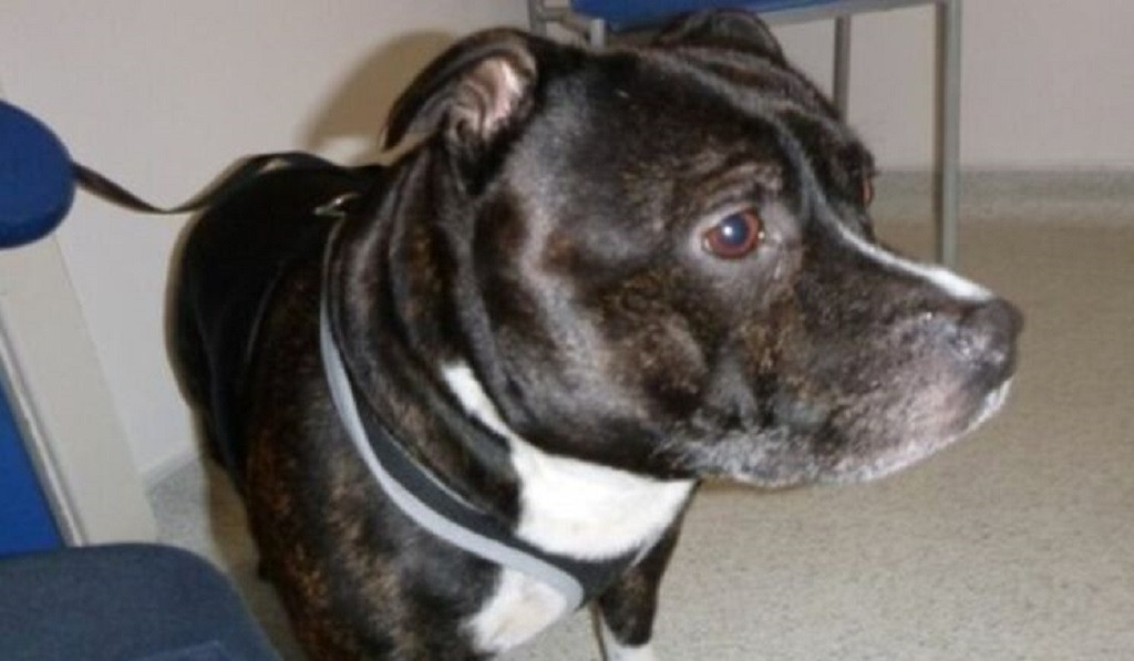Gos abandonat en una Església al Regne Unit RSPCA