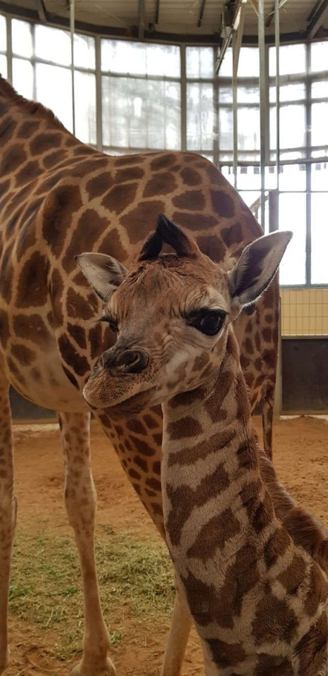Cría de jirafa de Rothschild, nacida en el Zoo de Barcelona.