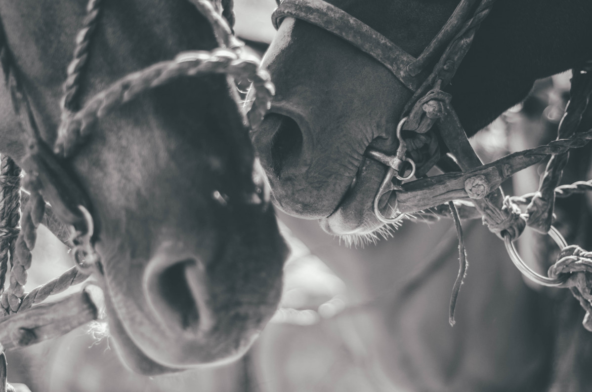 Jose Alejandro cuffia Sxz1BHRW4g unsplash