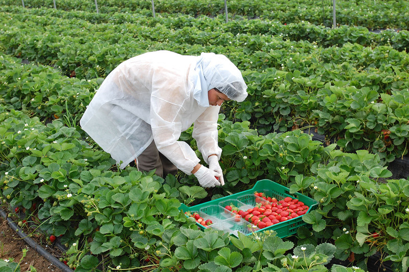 Una treballadora recull maduixa en una producció a Huelva
